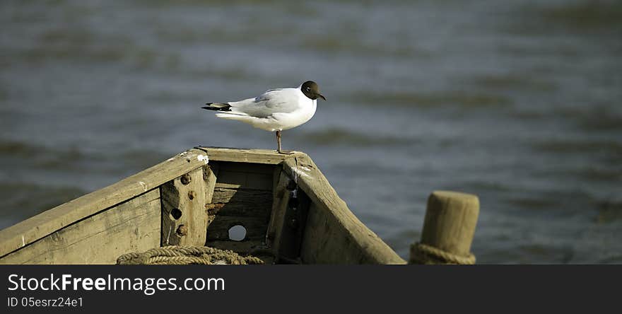 Seagull perching