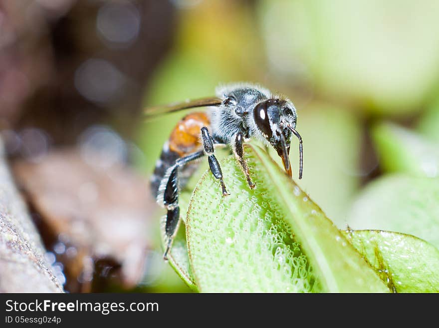 A bee is finding sweet from pollen. A bee is finding sweet from pollen