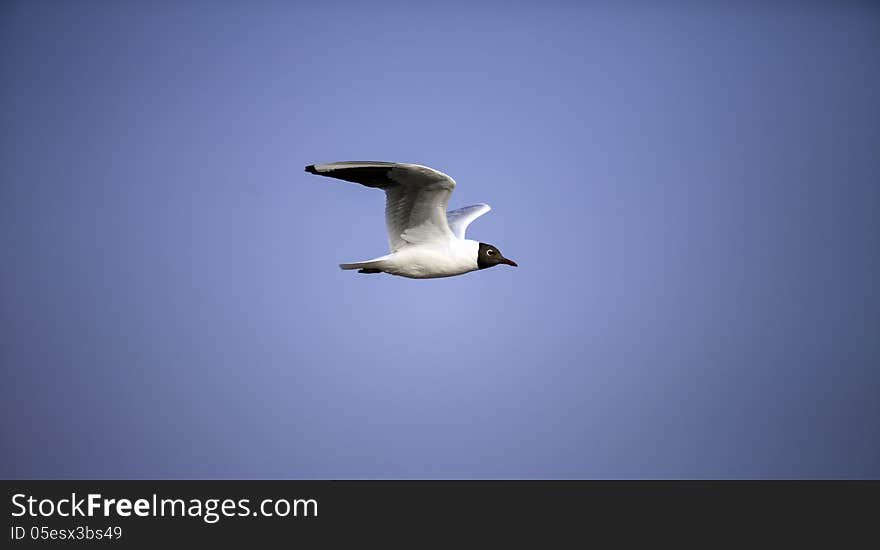 A Seagull