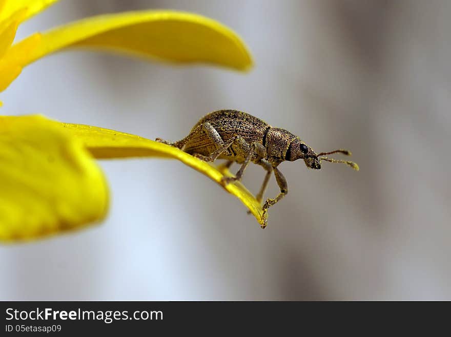 The weevil sits on a petal of a spring flower. The weevil sits on a petal of a spring flower