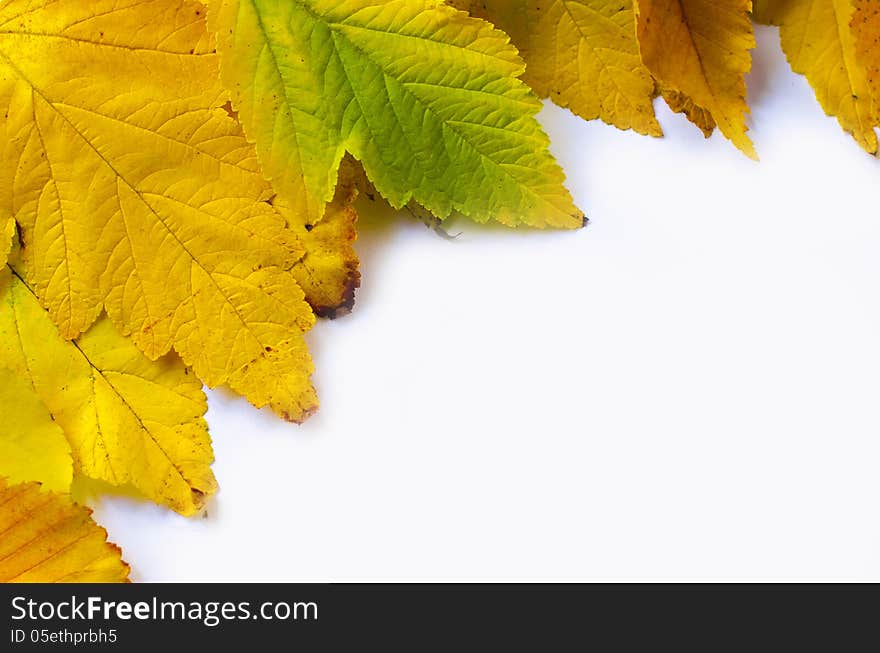 Autumn leafs on white background. Autumn leafs on white background