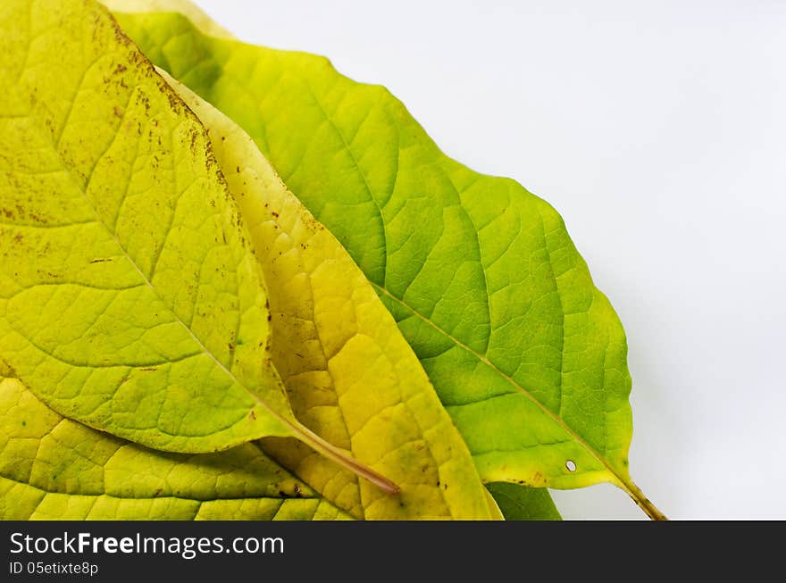 Autumn leafs on white background. Autumn leafs on white background