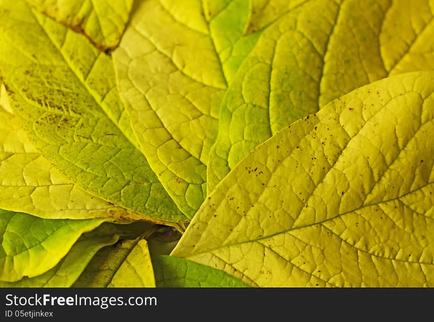 Background from autumn leaves close up