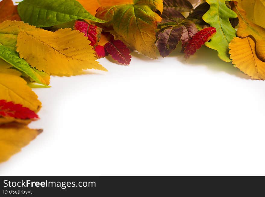 Autumn leafs on white background. Autumn leafs on white background