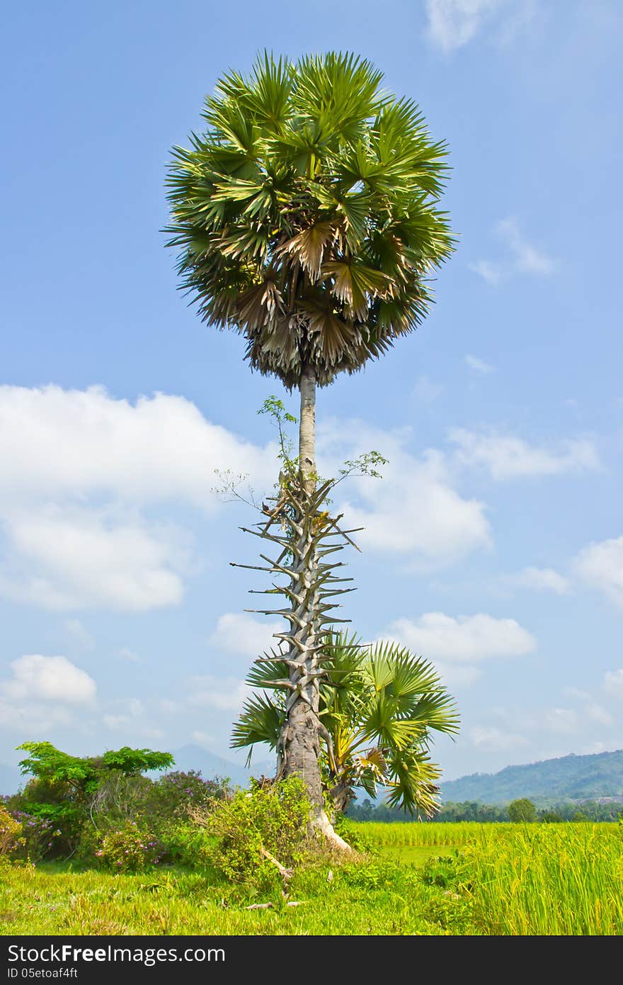 Sugar palm tree in paddy farm rice on blue sky. Sugar palm tree in paddy farm rice on blue sky