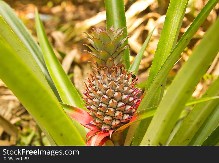 Fresh tropical pineapple on the tree in farm ,thailand. Fresh tropical pineapple on the tree in farm ,thailand