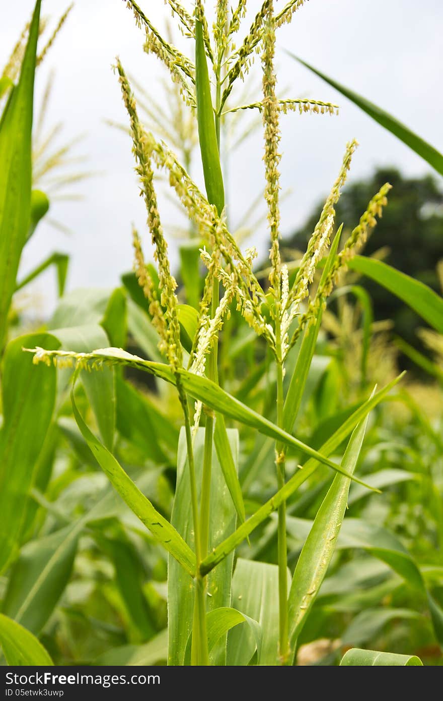 Part of a flowering corn field against ,Thailand, Asia. Part of a flowering corn field against ,Thailand, Asia