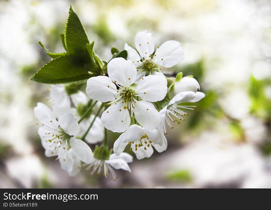 New image of cherry flowers with green leafs can use like seasonal decoration