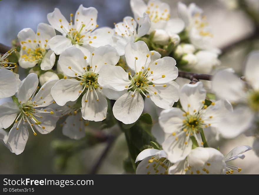 New image of cherry flowers can use like spring design. New image of cherry flowers can use like spring design