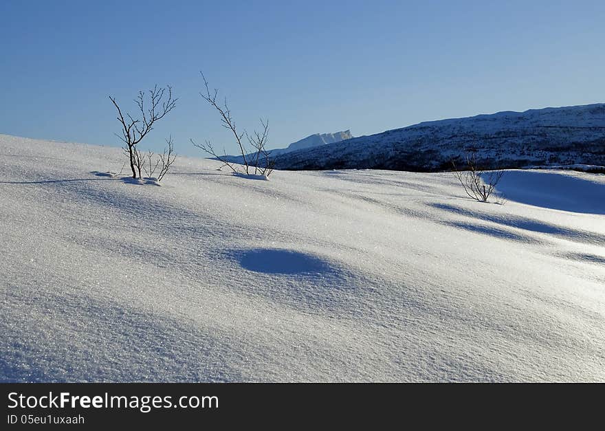 Deciduous plants in snow in outdoor scene. Deciduous plants in snow in outdoor scene