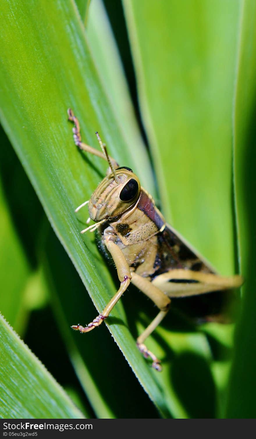 Close up of big grass hopper on yucca palm leaf