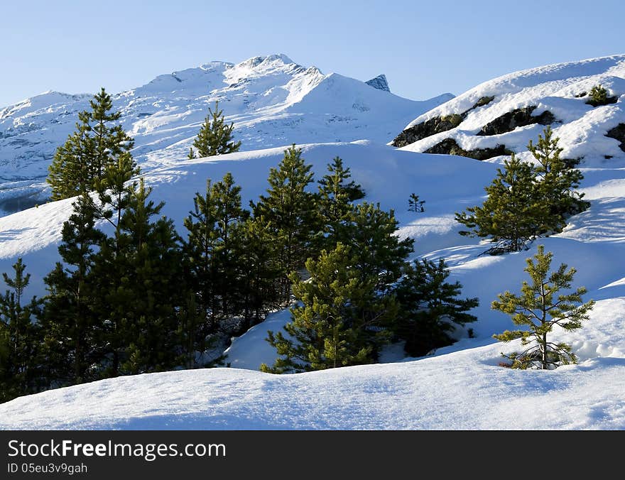 Pinaceae and shade on mountain