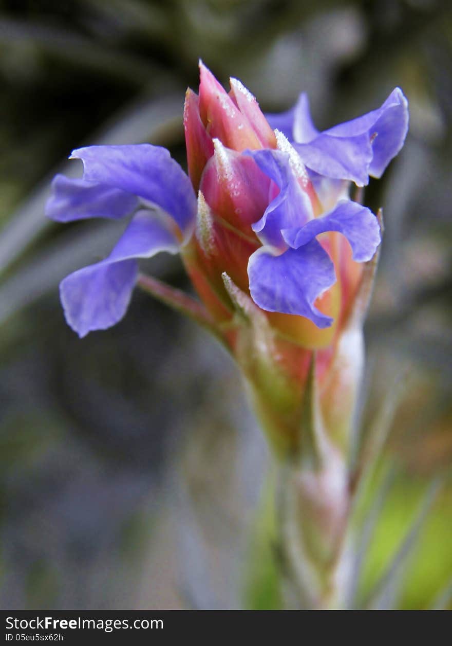 Tillandsia Bergeri