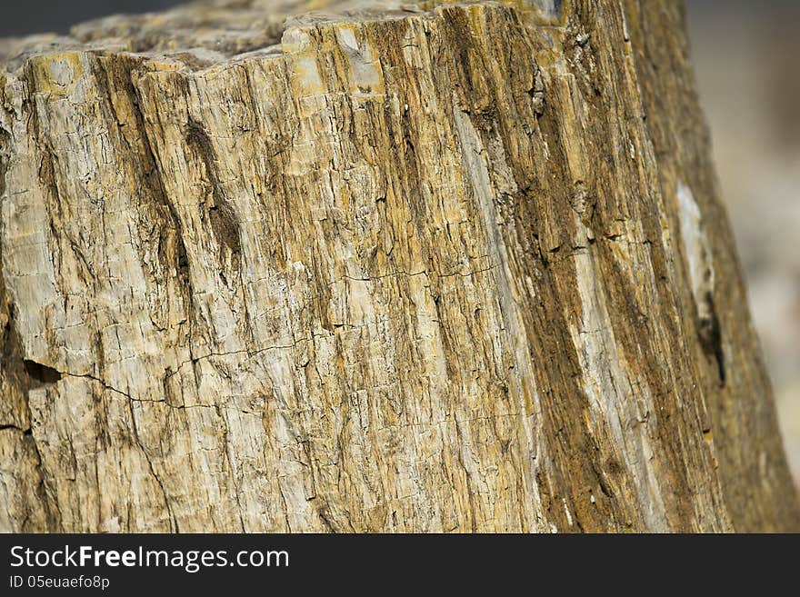 A closeup shot of a petrified wooden log that shows great detail of the bark and wood that has turned to stone. A closeup shot of a petrified wooden log that shows great detail of the bark and wood that has turned to stone.