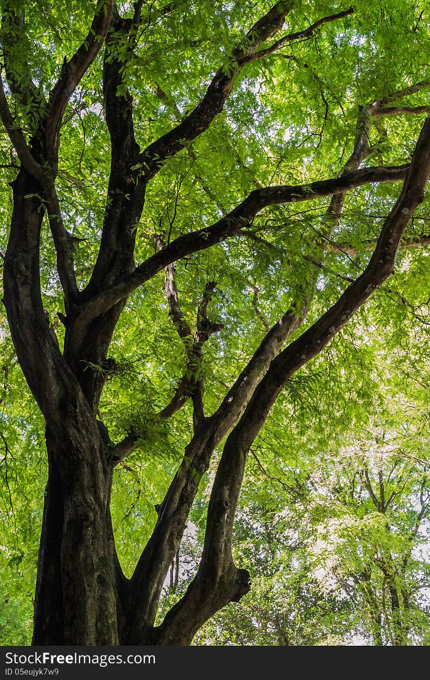 A big tree has green leaf under the sunlight