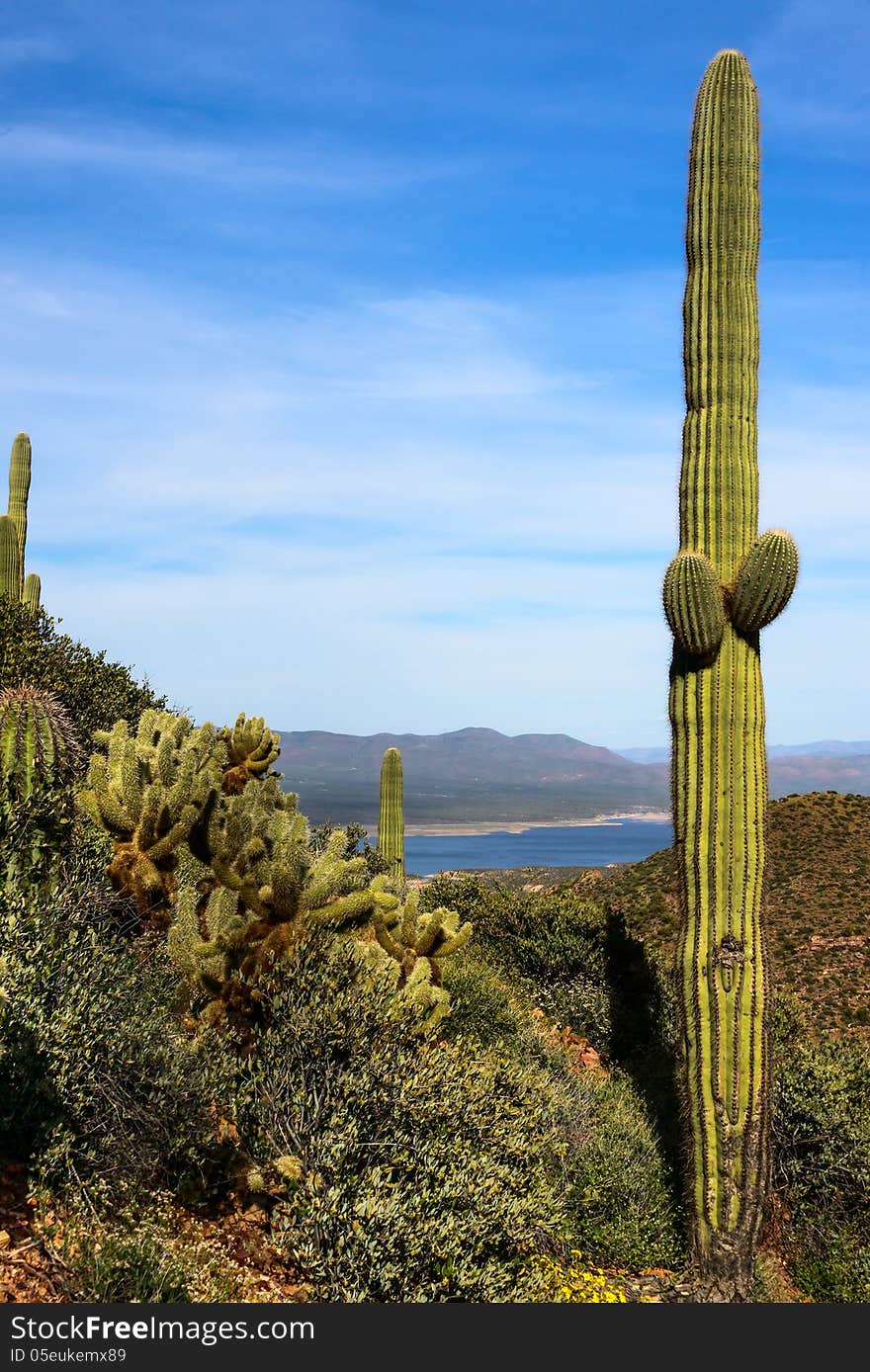 Cactus On Tonto National Monument