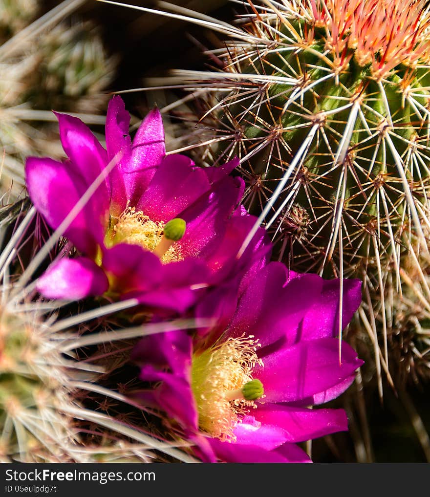 Cactus Flower