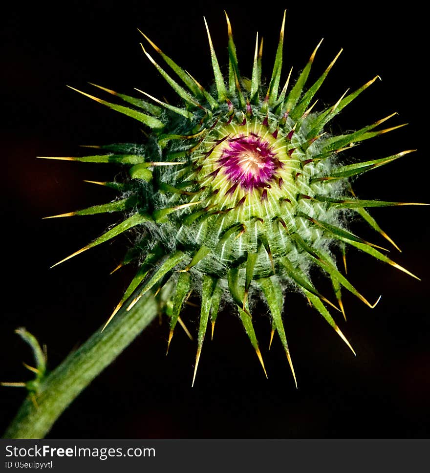 Cactus Flower