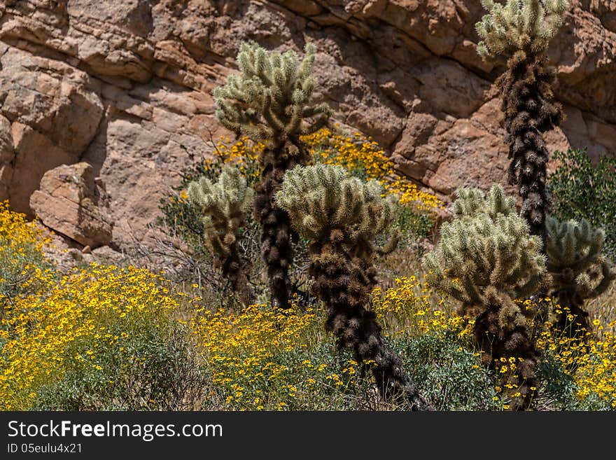 Desert in Bloom