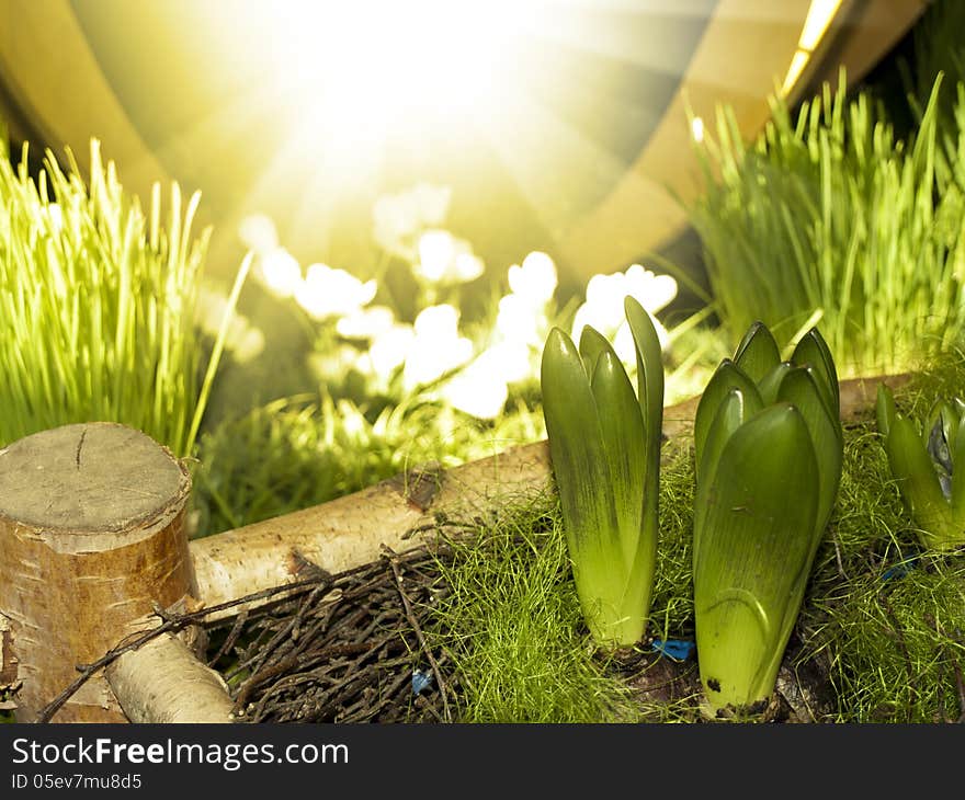 Sunny Spring Green Grass Decorative Background