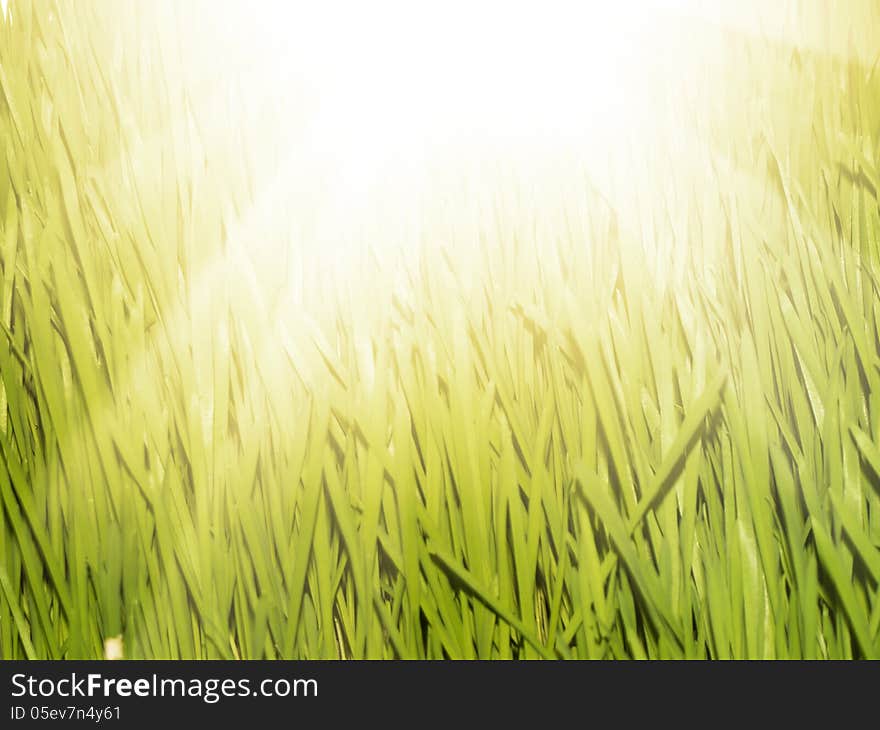 Green Grass Background Over Bright Sun, Copyspace. Green Grass Background Over Bright Sun, Copyspace