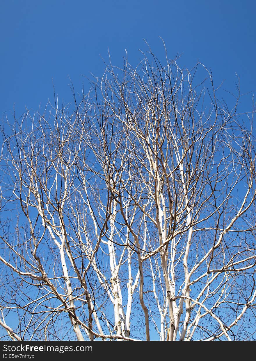 Birch Tree