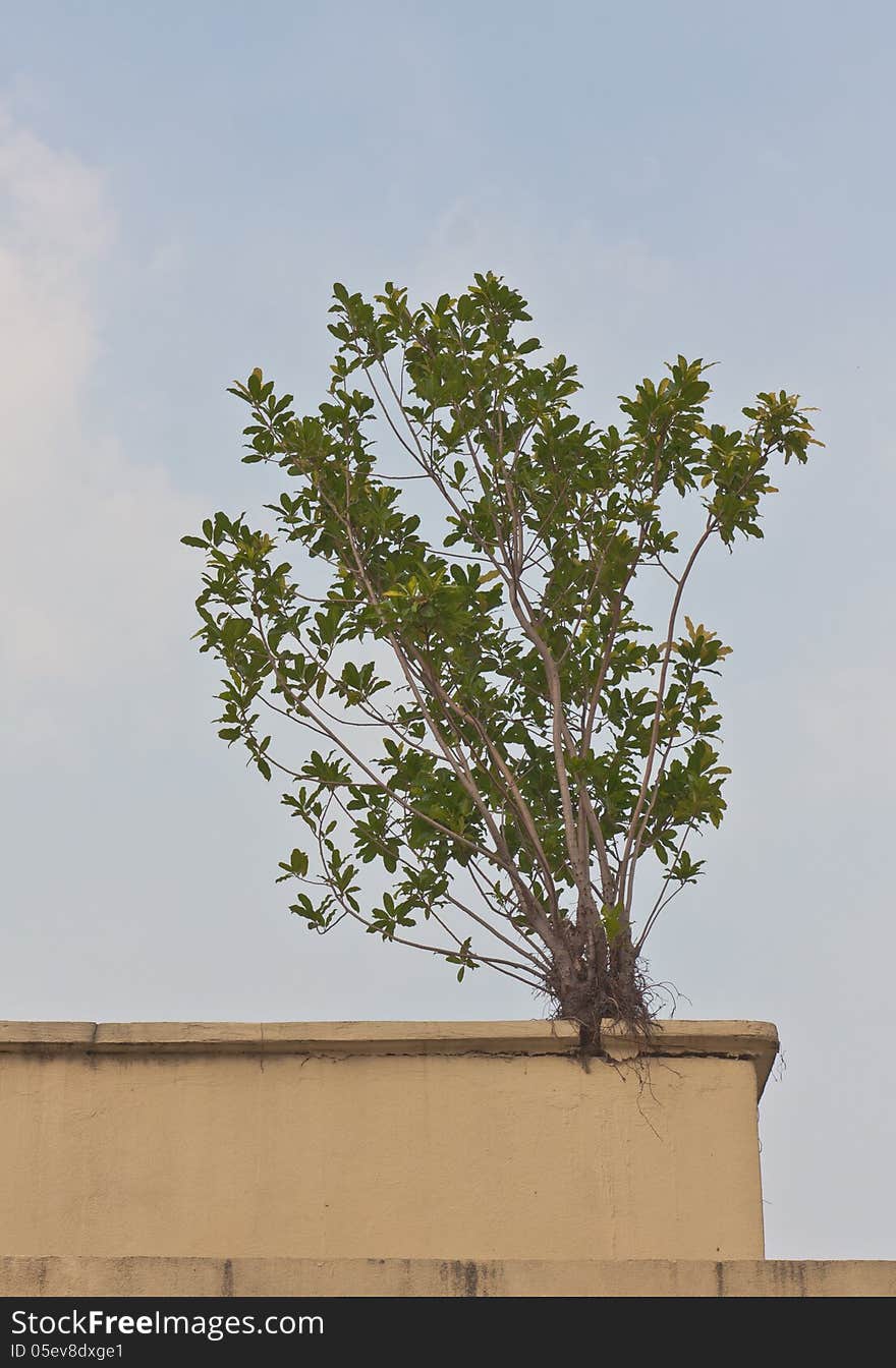 Photograph from a building terrace to show the capable of Banyan tree in misplace growing. Photograph from a building terrace to show the capable of Banyan tree in misplace growing.