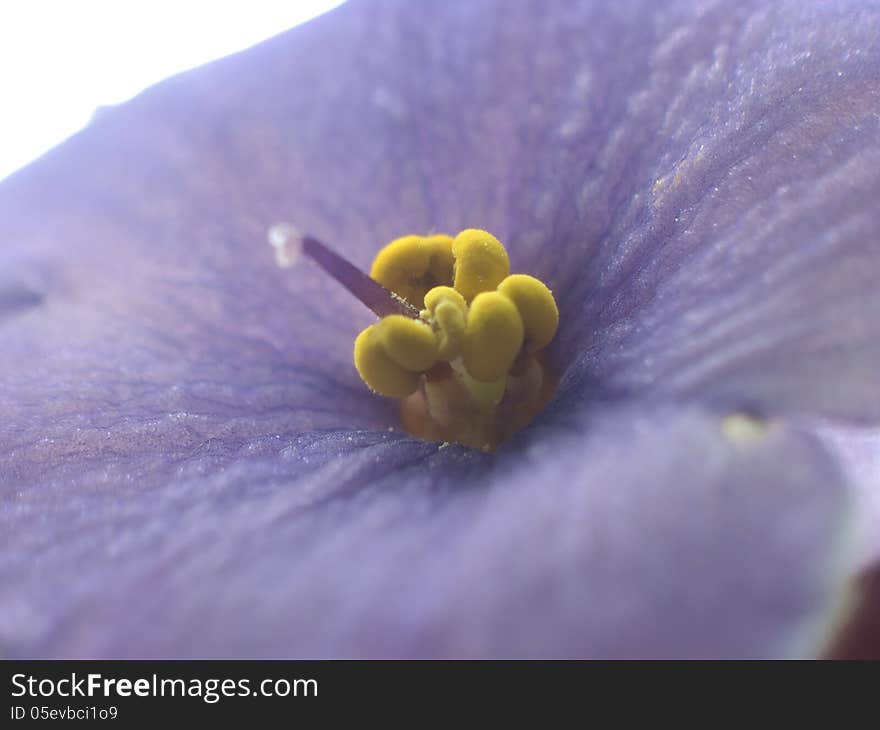 Close-up of blooming violet, indoor pot violet. Close-up of blooming violet, indoor pot violet