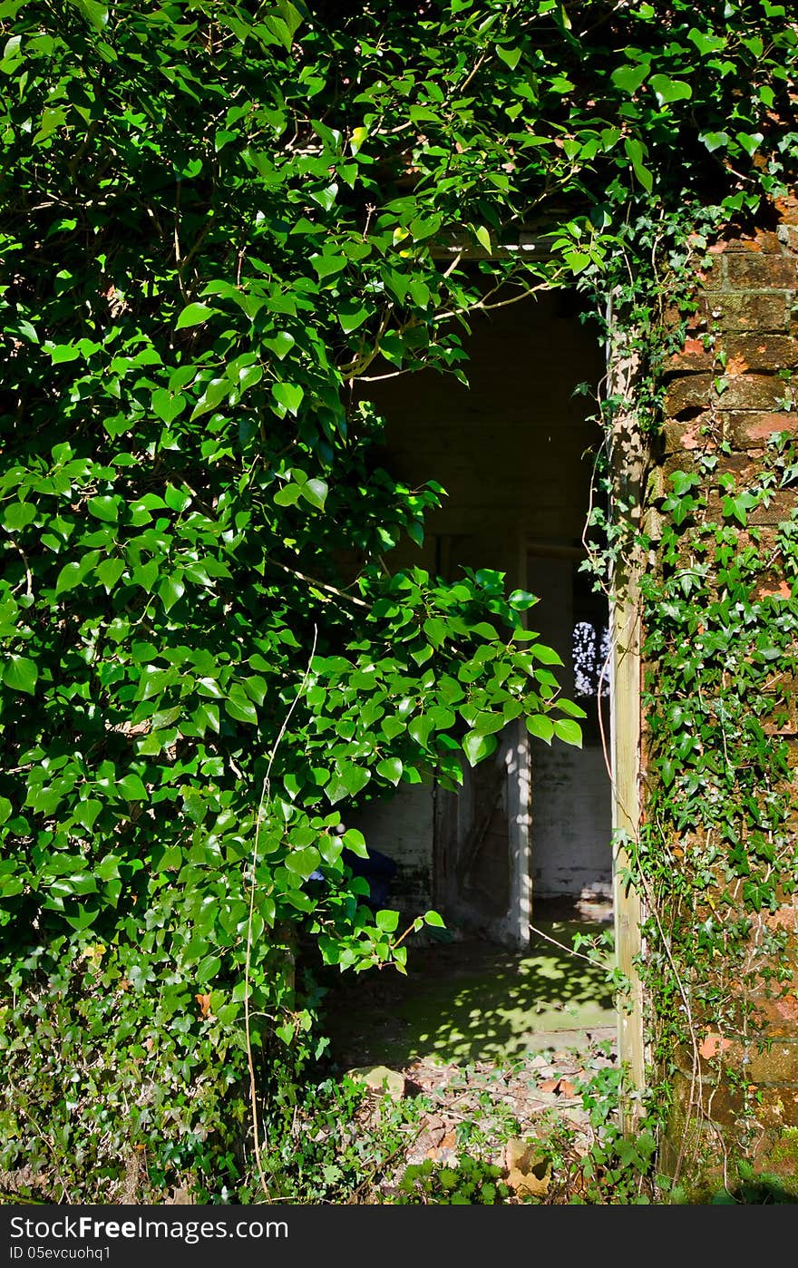 Overgrown Doors of the abandoned. Overgrown Doors of the abandoned