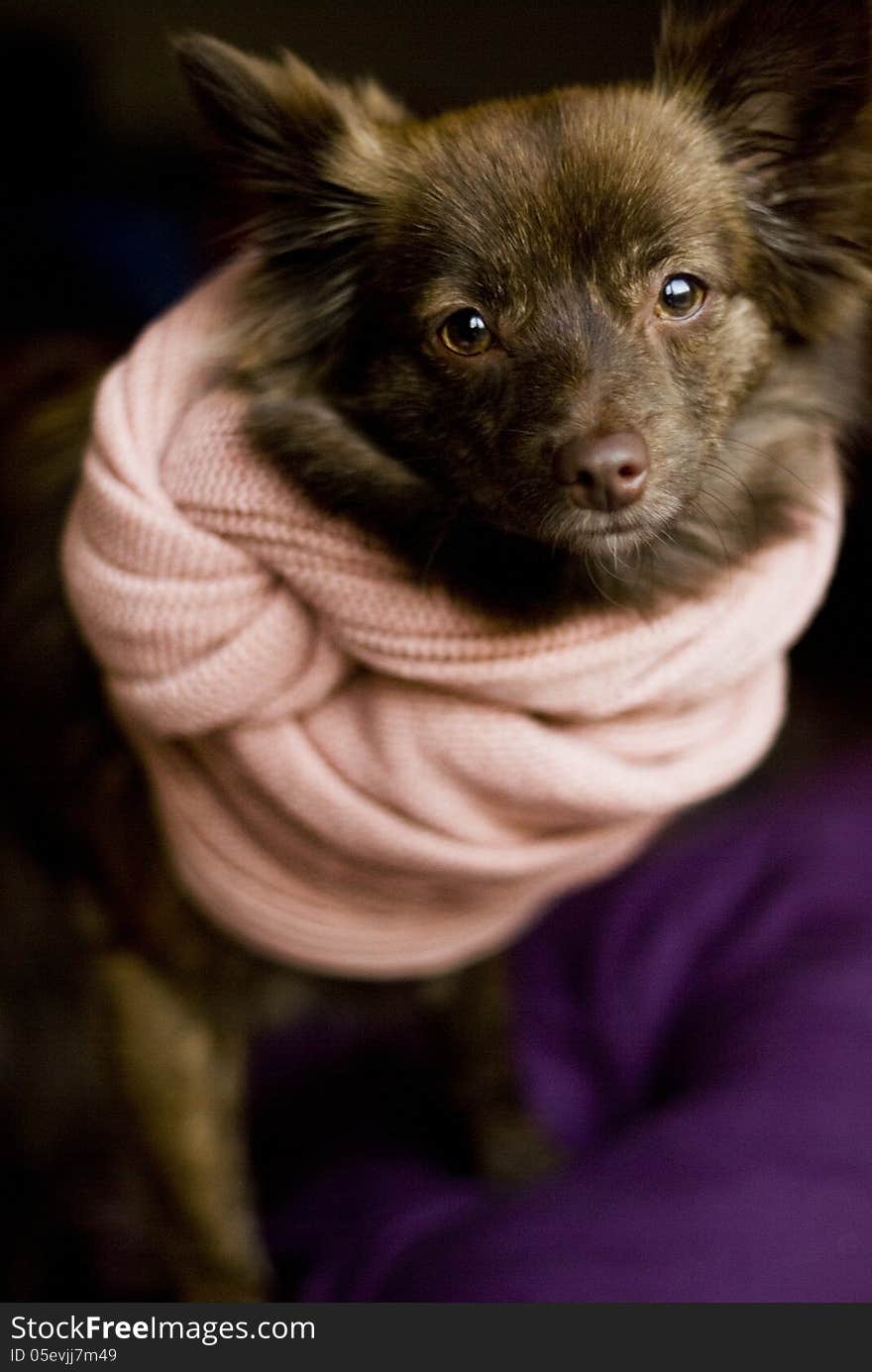 Spitz Dog with pink scarf. Spitz Dog with pink scarf