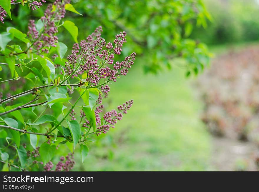 Lilac blossom in the park. Lilac blossom in the park