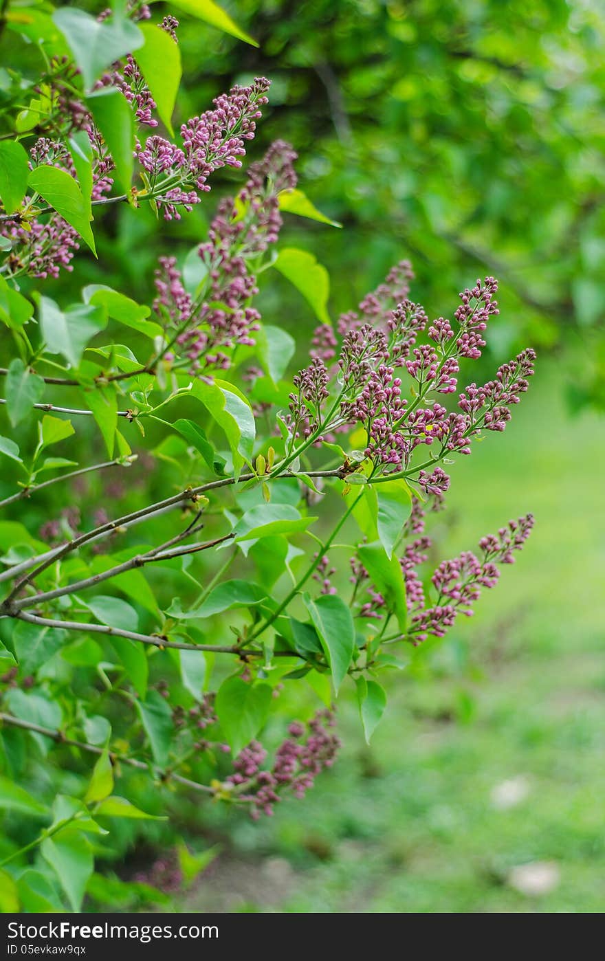 Lilac branches with leaves and flowers. Lilac branches with leaves and flowers