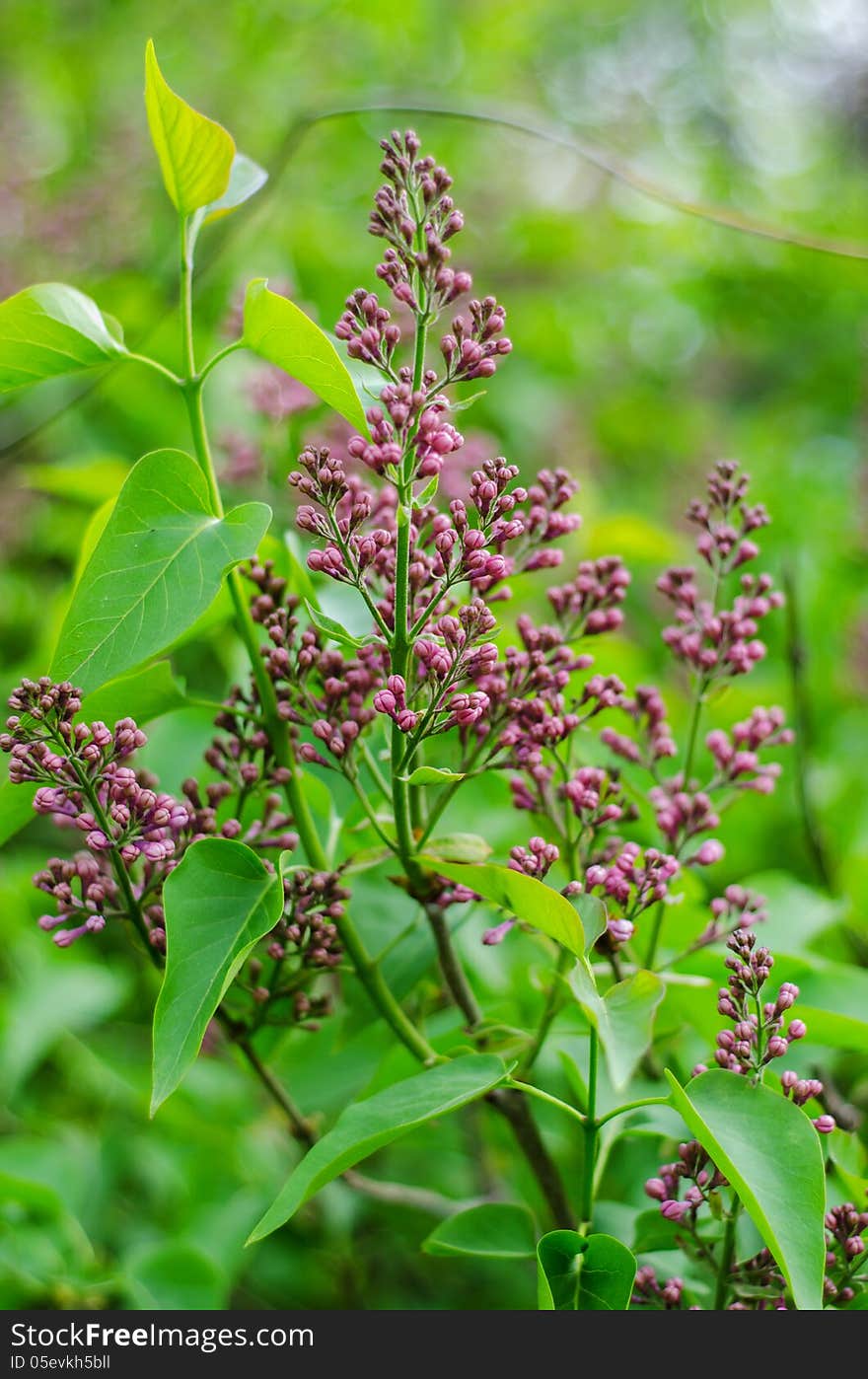 Lilac Flowers Detail