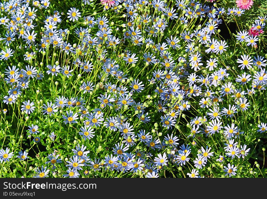 Violet Daisies in the summer meadow. Violet Daisies in the summer meadow