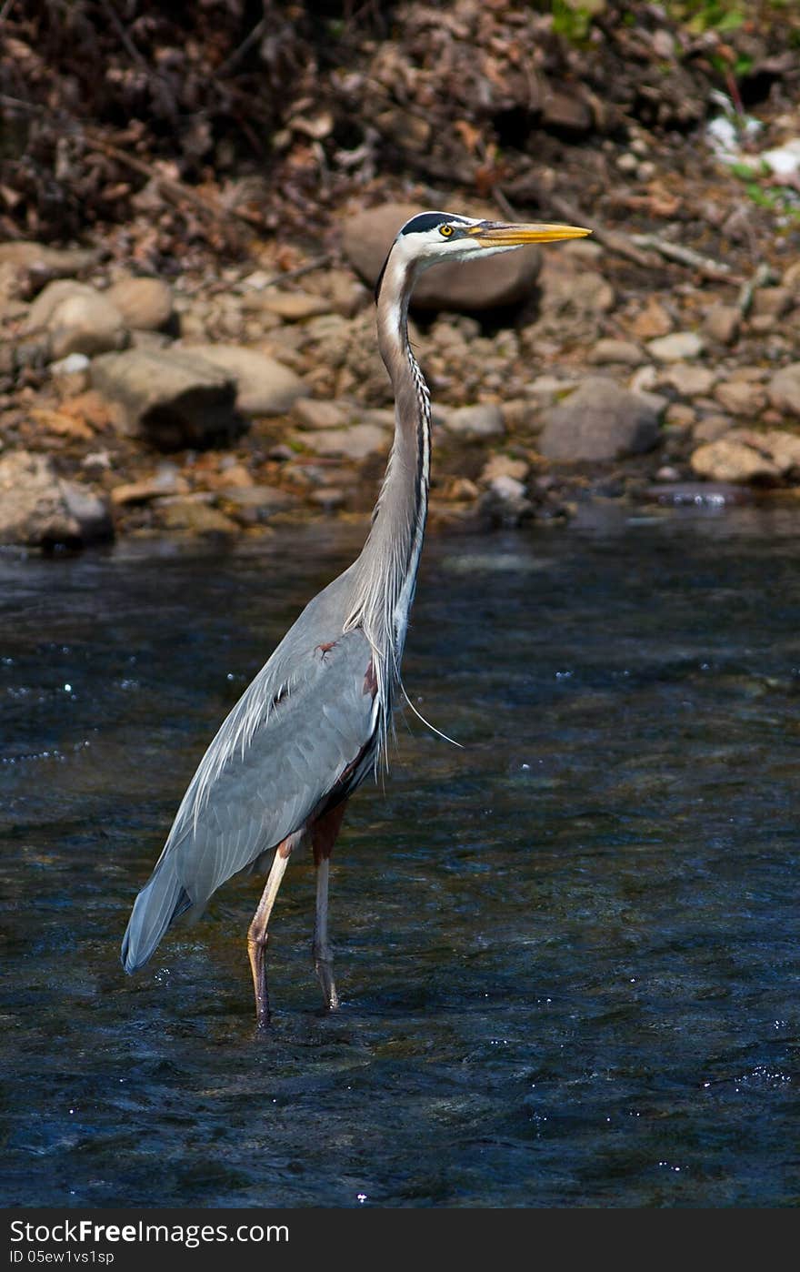 Great Blue Heron (Ardea herodias) standing in a stream