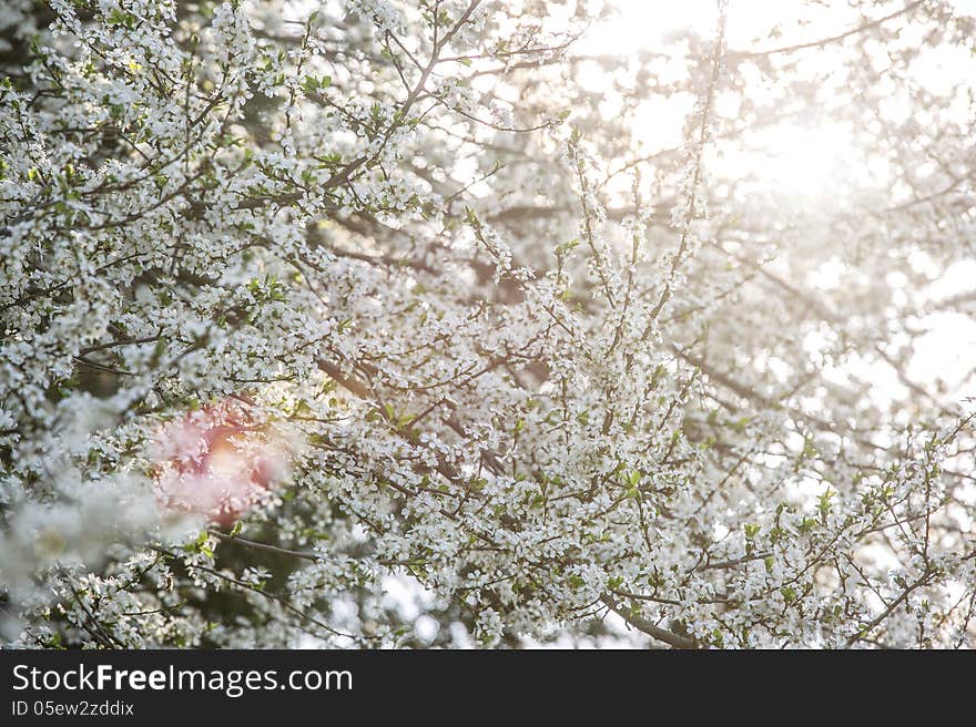 White Tree