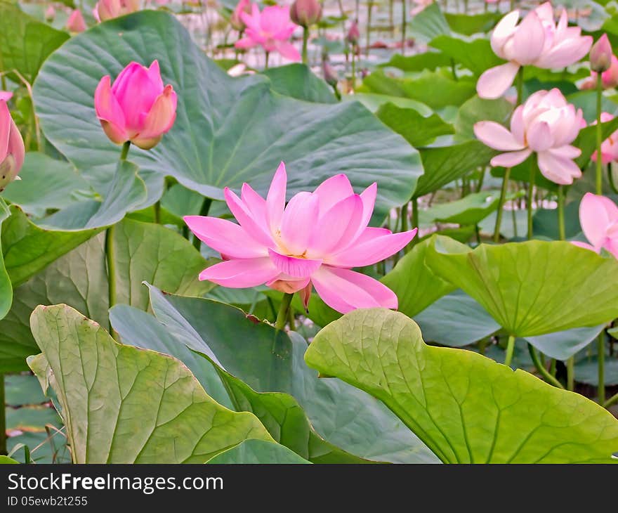 Plantation lotus in a pond. Plantation lotus in a pond