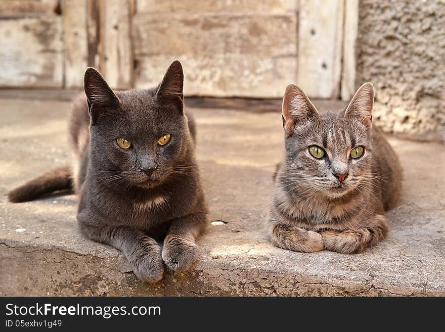 Two Cats Near An Abandoned House