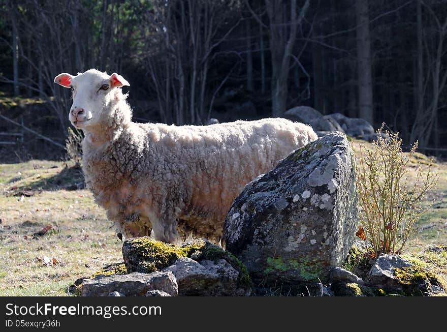 Swedish Sheep Outdoor Portrait