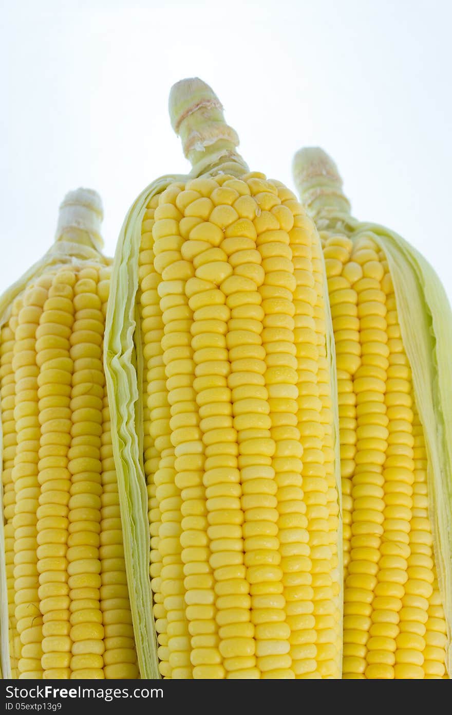 Corn