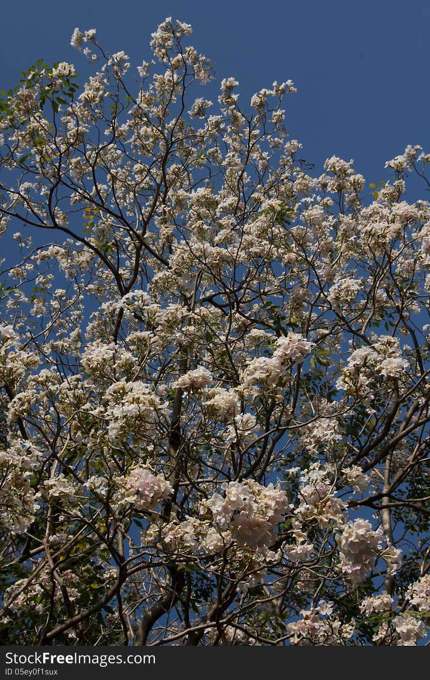 White flowers