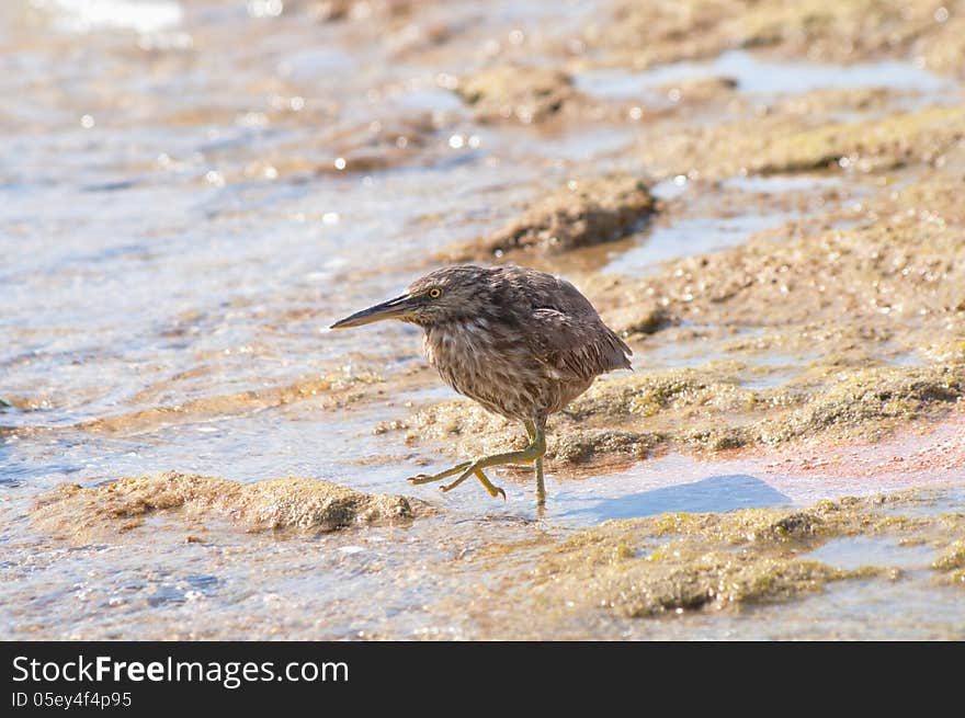 Sandpiper on the sea shore