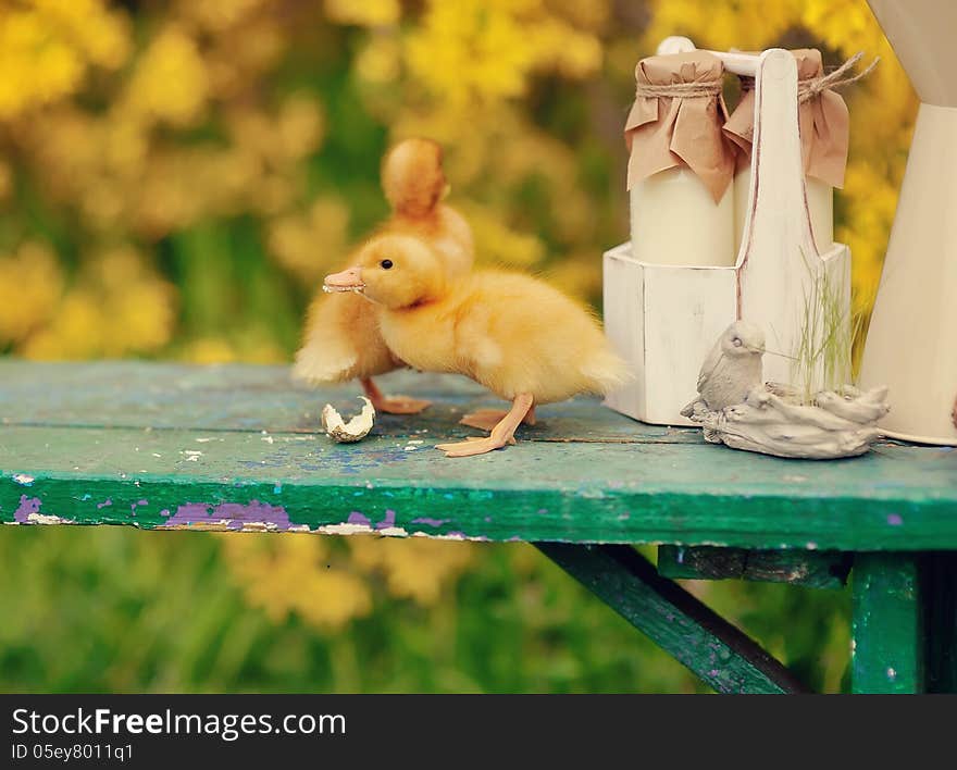 On a yellow background fluffy ducklings on a green bench. On a yellow background fluffy ducklings on a green bench