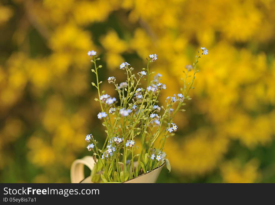 Gentle blue field flowers on a background of yellow flowering bush. Gentle blue field flowers on a background of yellow flowering bush