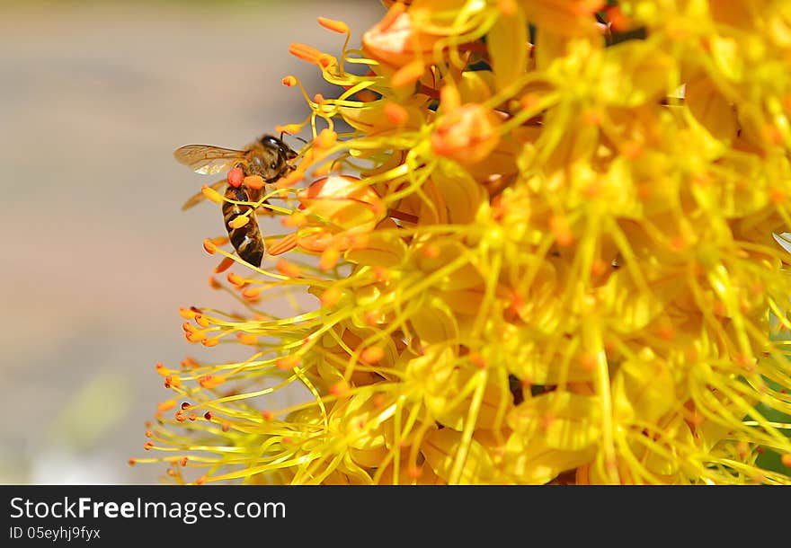 Bee on the yellow flower