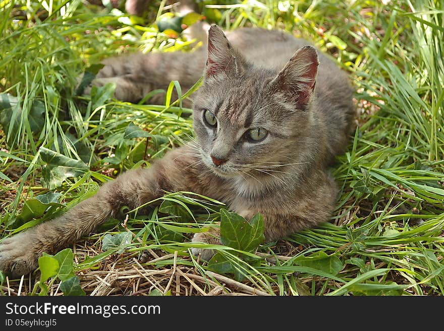 Cat on the green grass