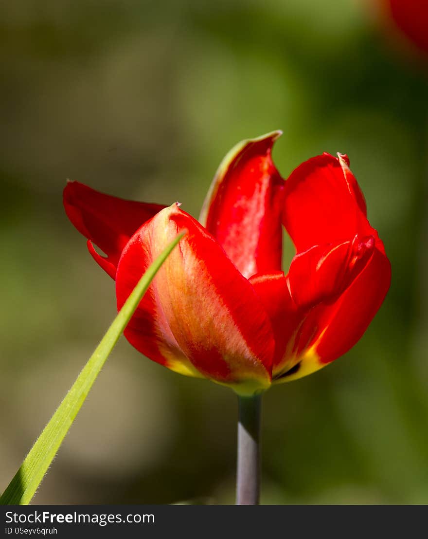 Red Tulip