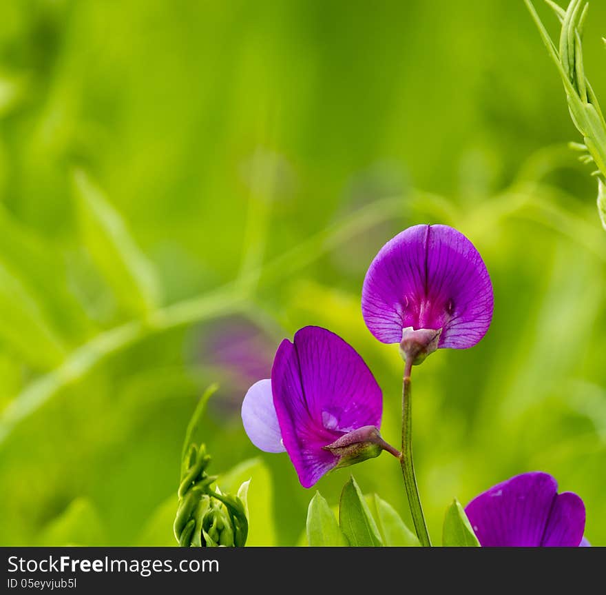 Flowers of Lathyrus tuberosus.