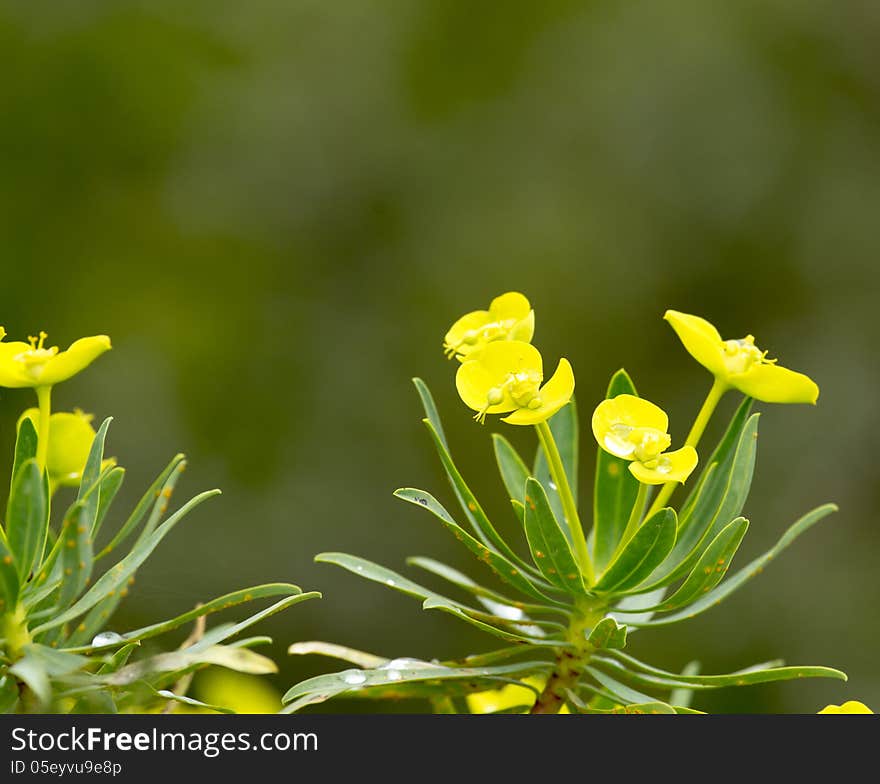 Euphorbia