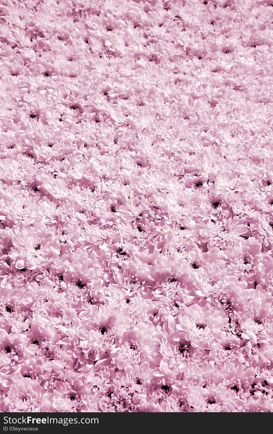 Pink blossomed chrysanthemums